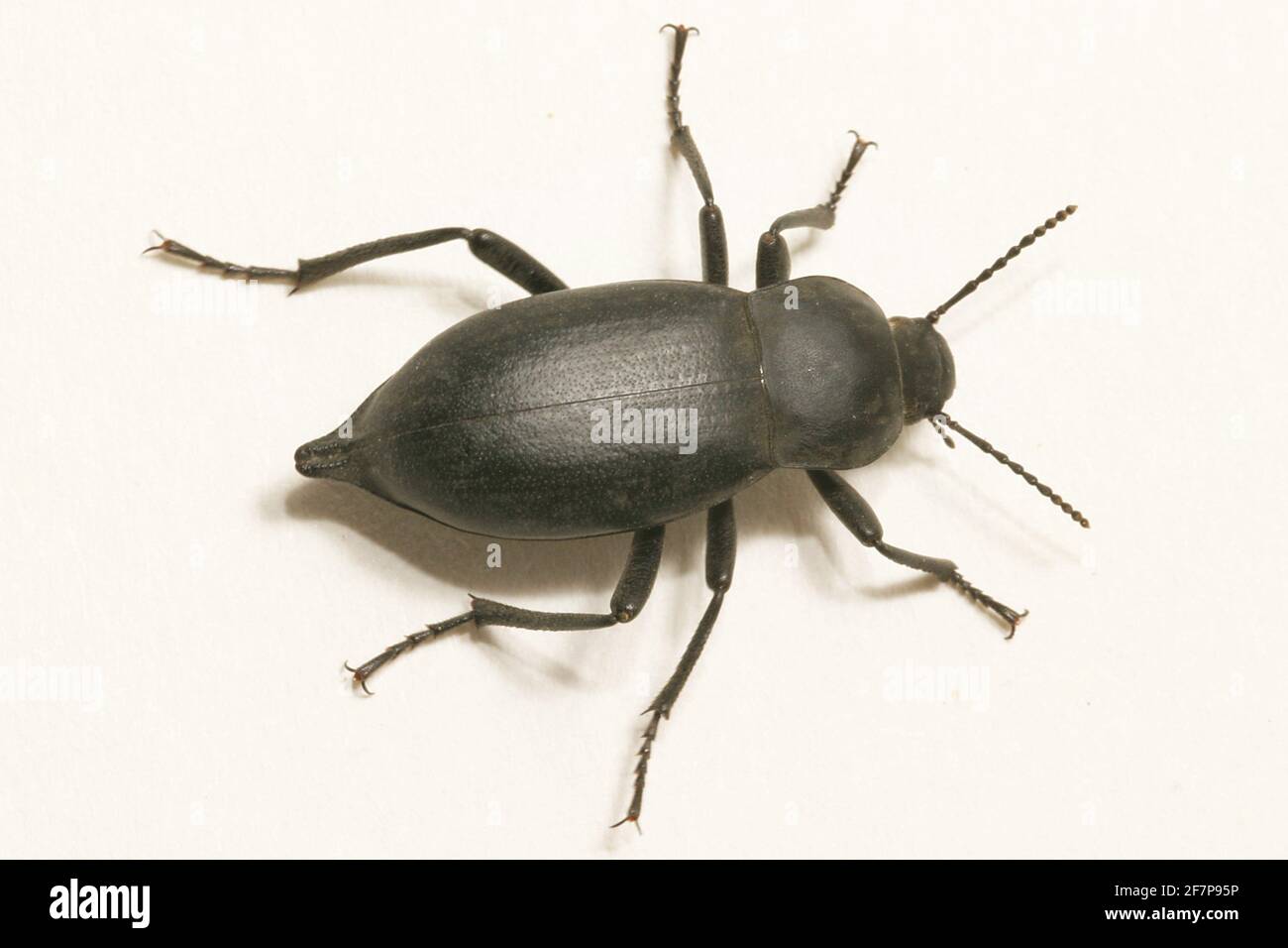 giant churchyard beetle, giant cellar beetle (Blaps mortisaga), top view, cut-out Stock Photo
