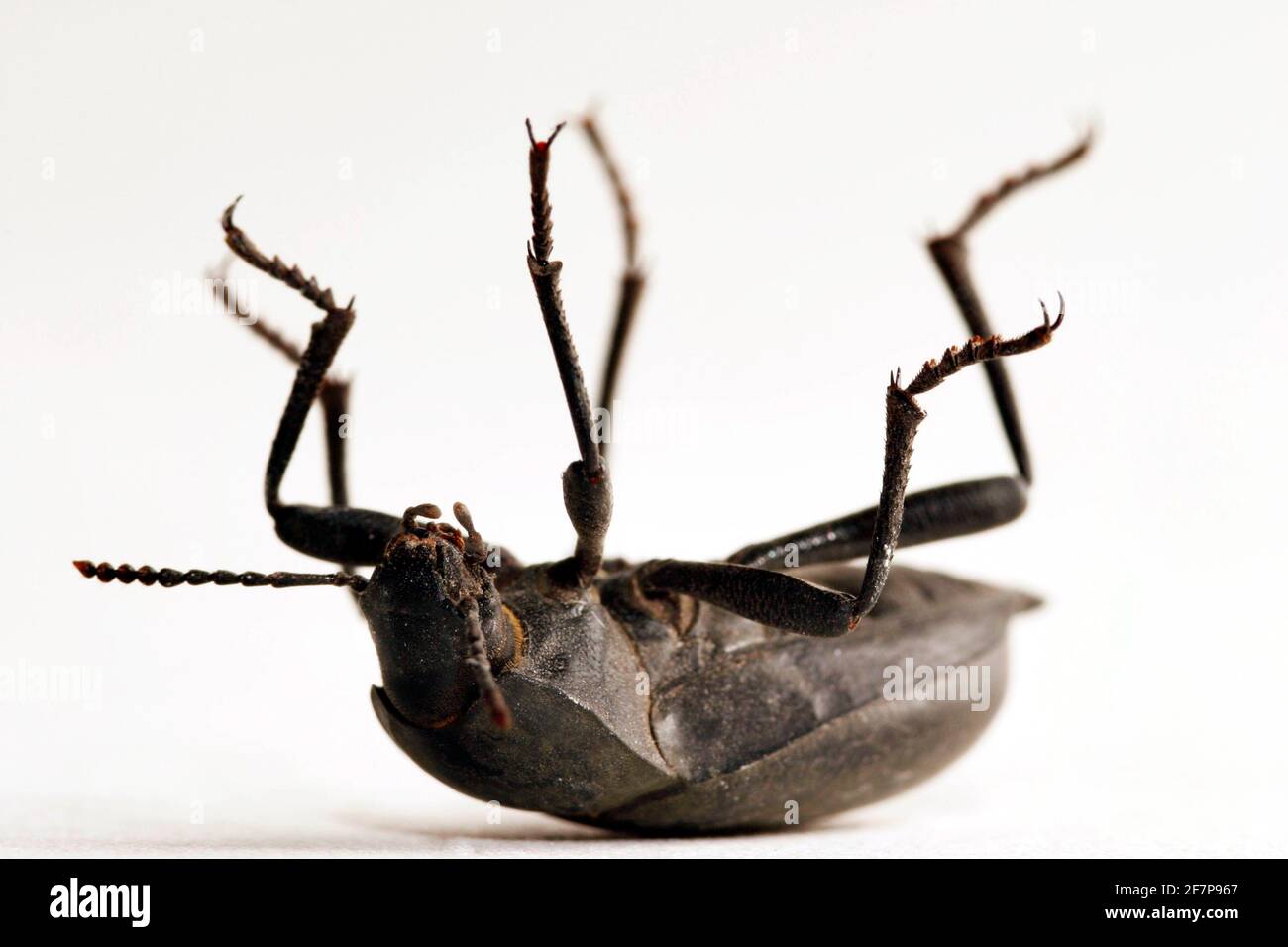 giant churchyard beetle, giant cellar beetle (Blaps mortisaga), lying on its back, cut-out Stock Photo
