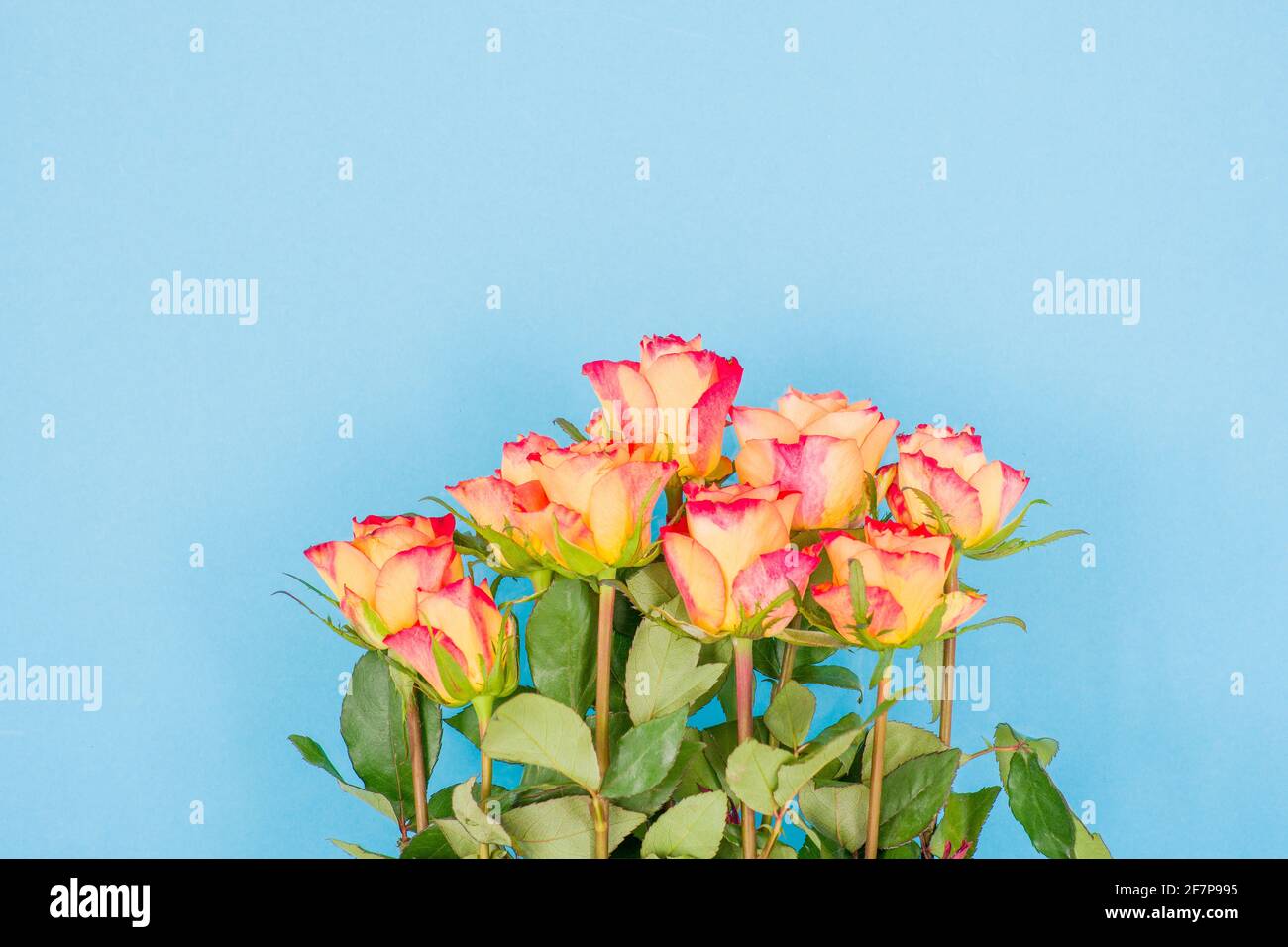 Rose flowers on a colored background High Quality Photo Stock Photo