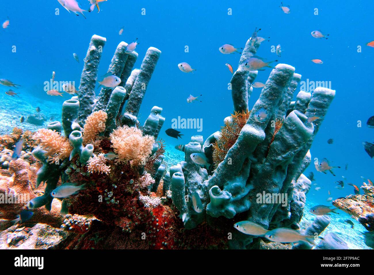Large tube-sponge  (Haliclona fascigera, Reniera fascigera), at a coral reef, Indonesia, Moluccas, Napo Talimao Stock Photo