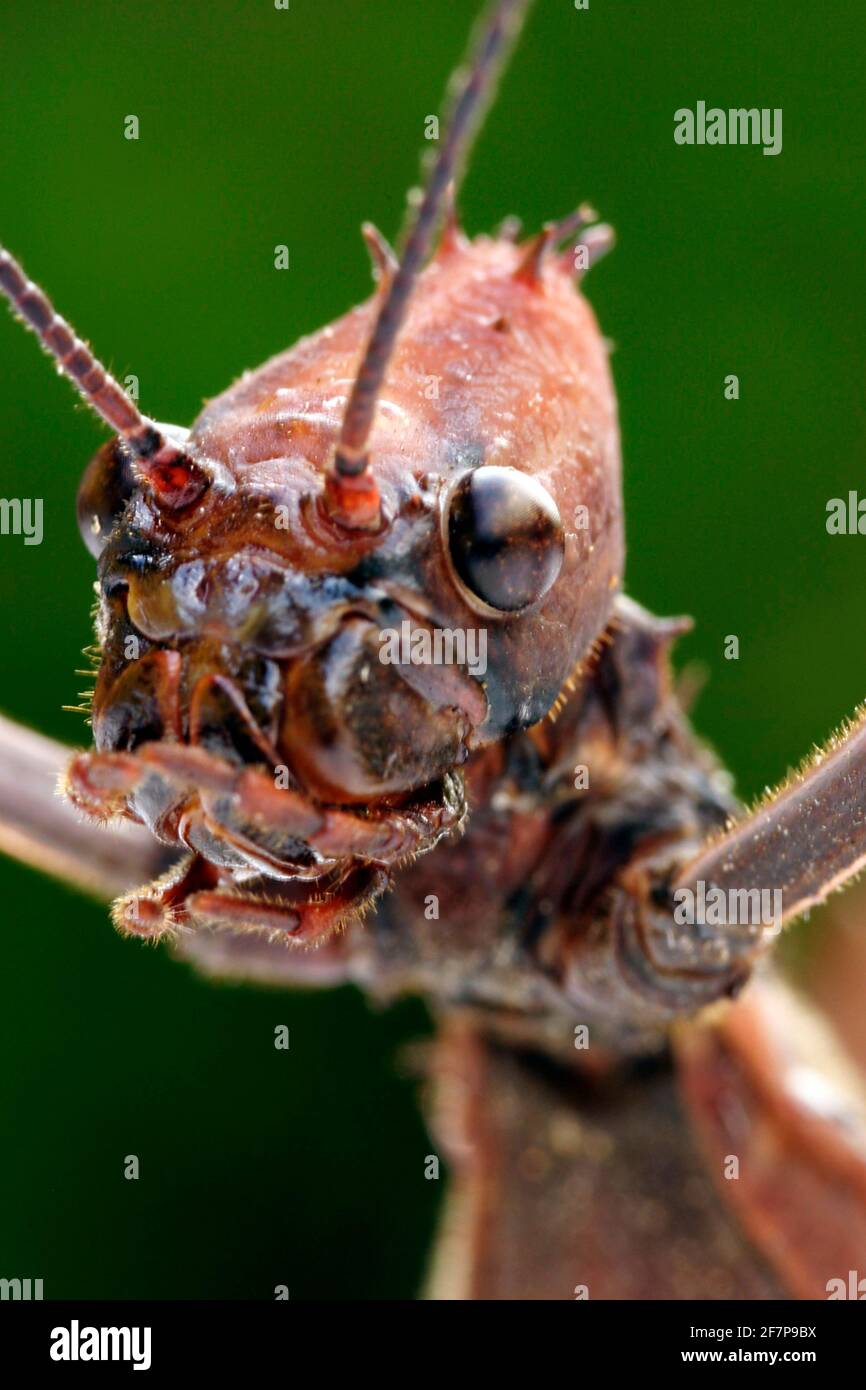 Giant Prickly Stick Insect, Macleay's Spectre (Extatosoma tiaratum