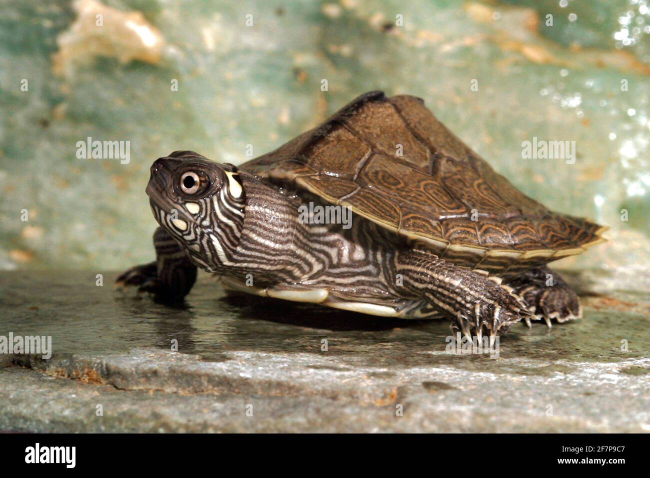 Mississippi map turtle (Graptemys kohnii), in a terrarium Stock Photo