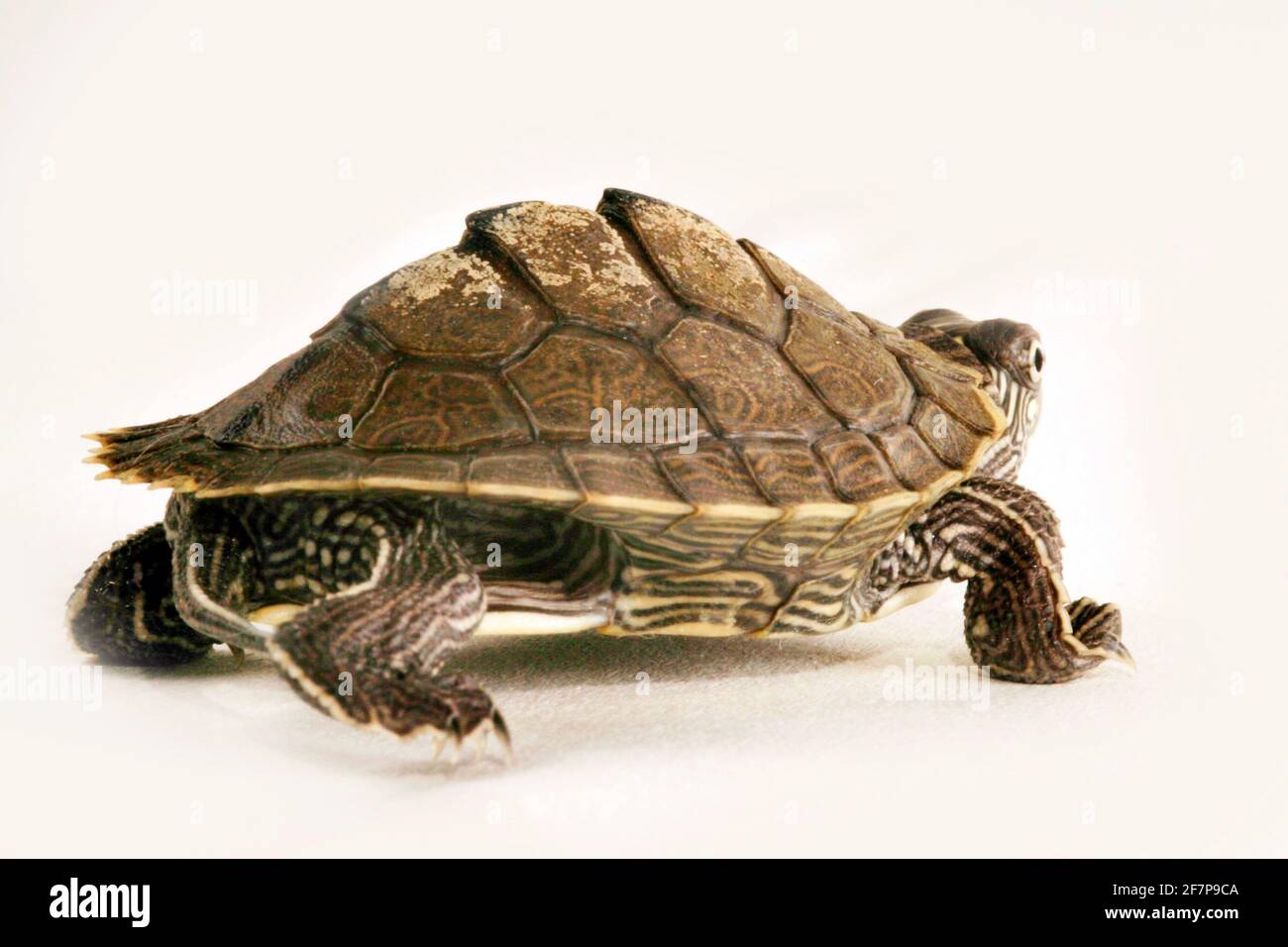 Mississippi map turtle (Graptemys kohnii), side view, cut-out Stock Photo