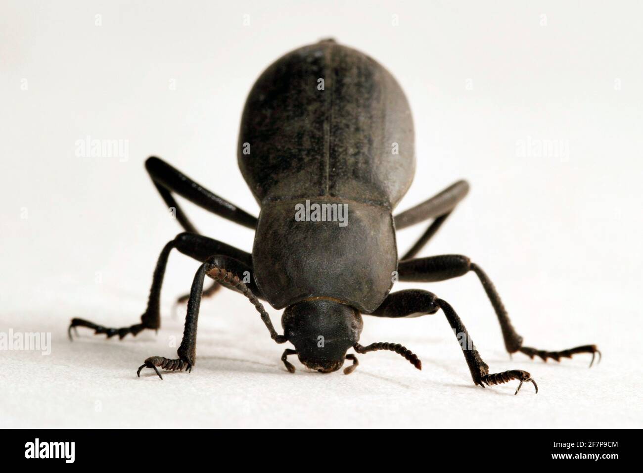 giant churchyard beetle, giant cellar beetle (Blaps mortisaga), front view, cut-out Stock Photo