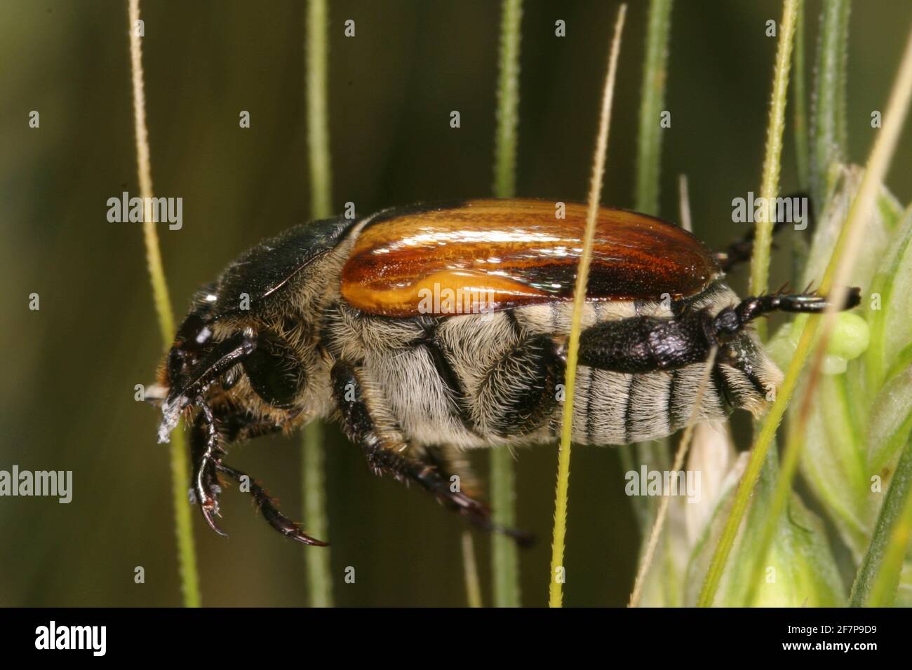 garden chafer (Phyllopertha horticola, Phylloperta horticola), sits on a blade of grass, Austria Stock Photo