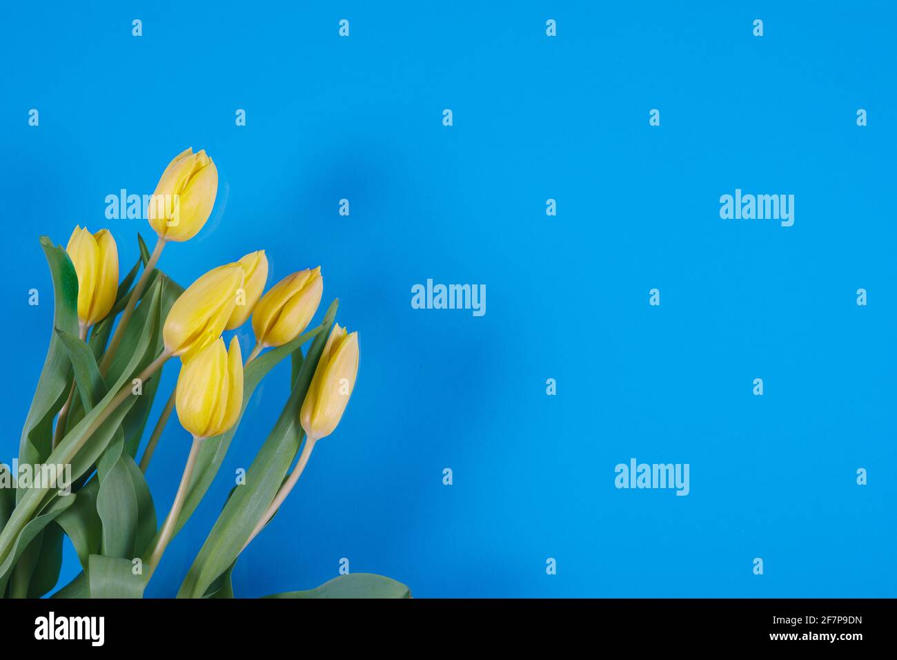 Tulips flowers on a color background High Quality Photo Stock Photo