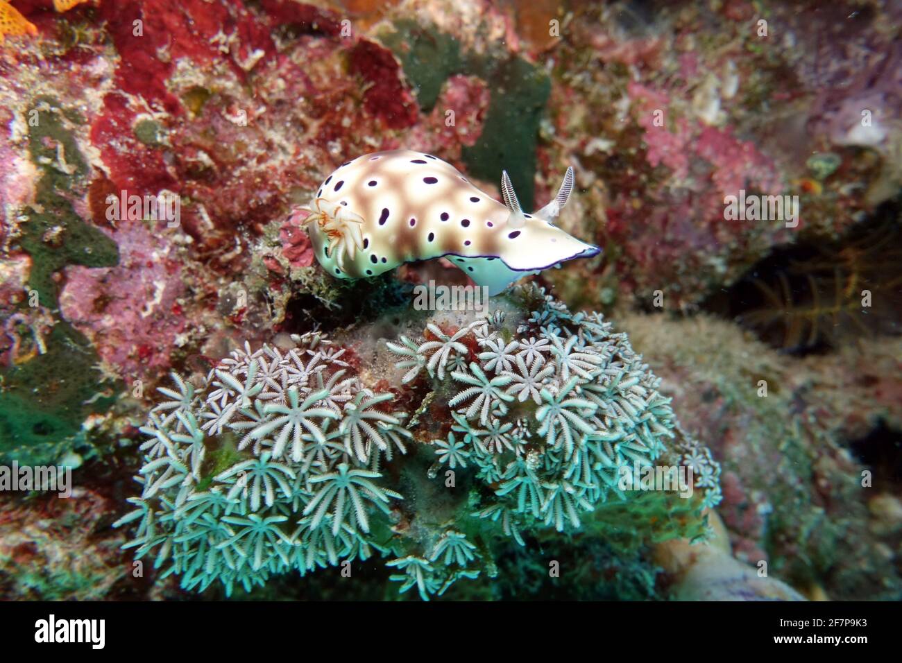 sea slug (Hypselodoris tryoni), at a coral reef, Indonesia, Nord-Molukken Stock Photo