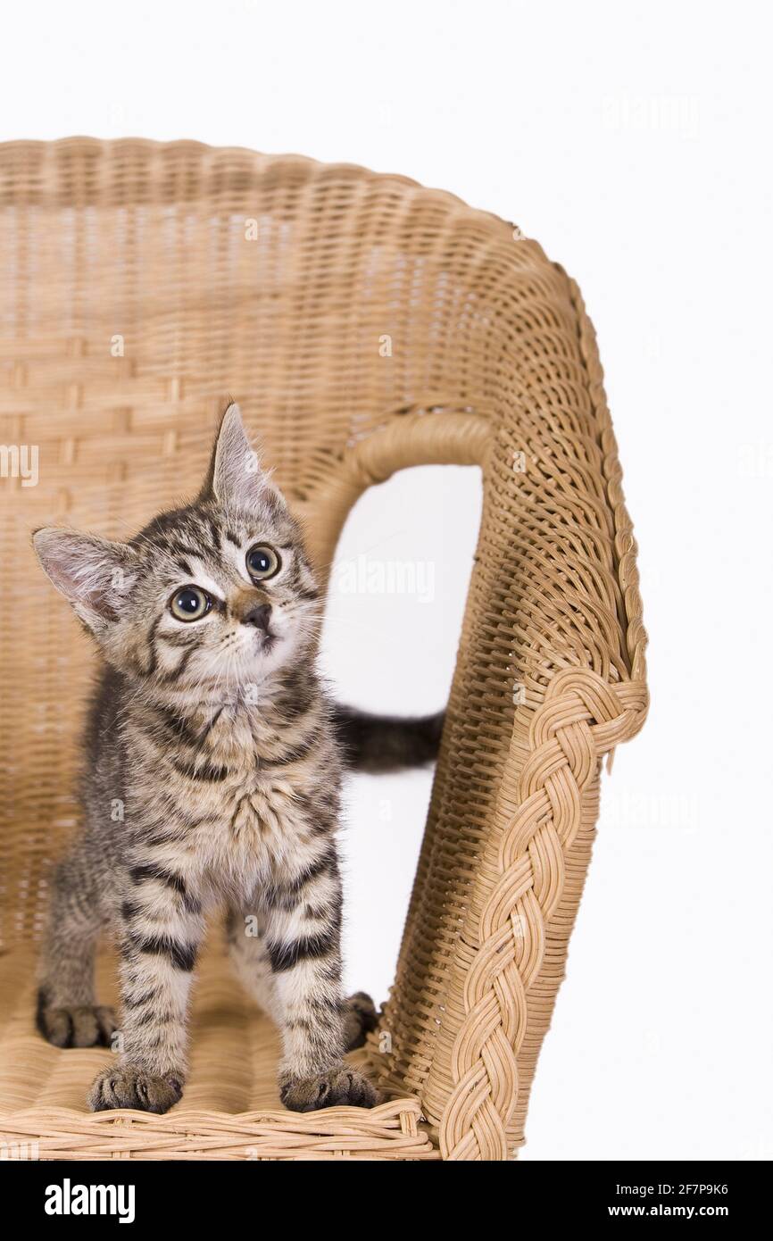 domestic cat, house cat (Felis silvestris f. catus), kitty on a chair Stock Photo
