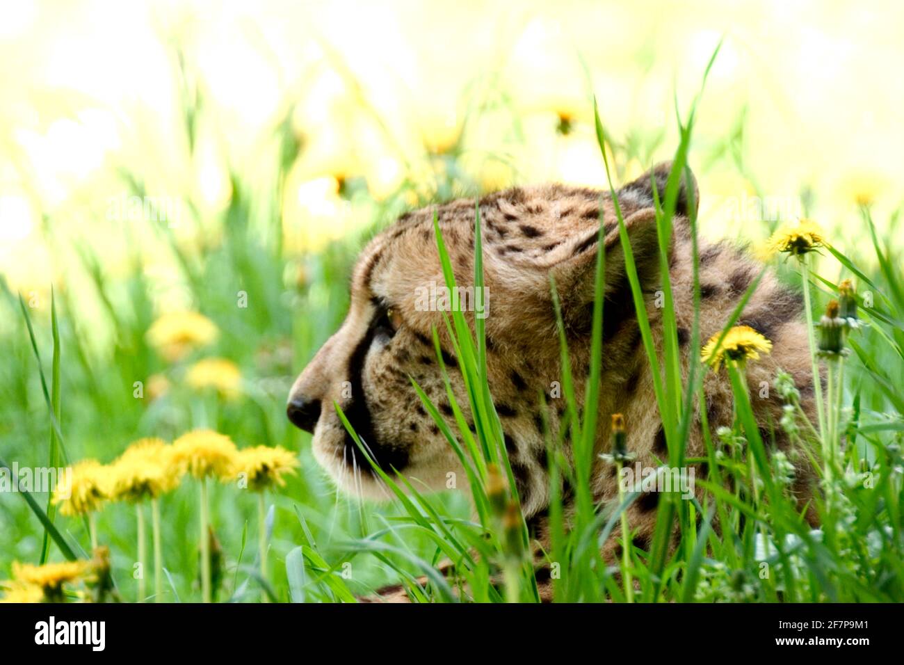 cheetah (Acinonyx jubatus), portait in a dandelion meadow Stock Photo