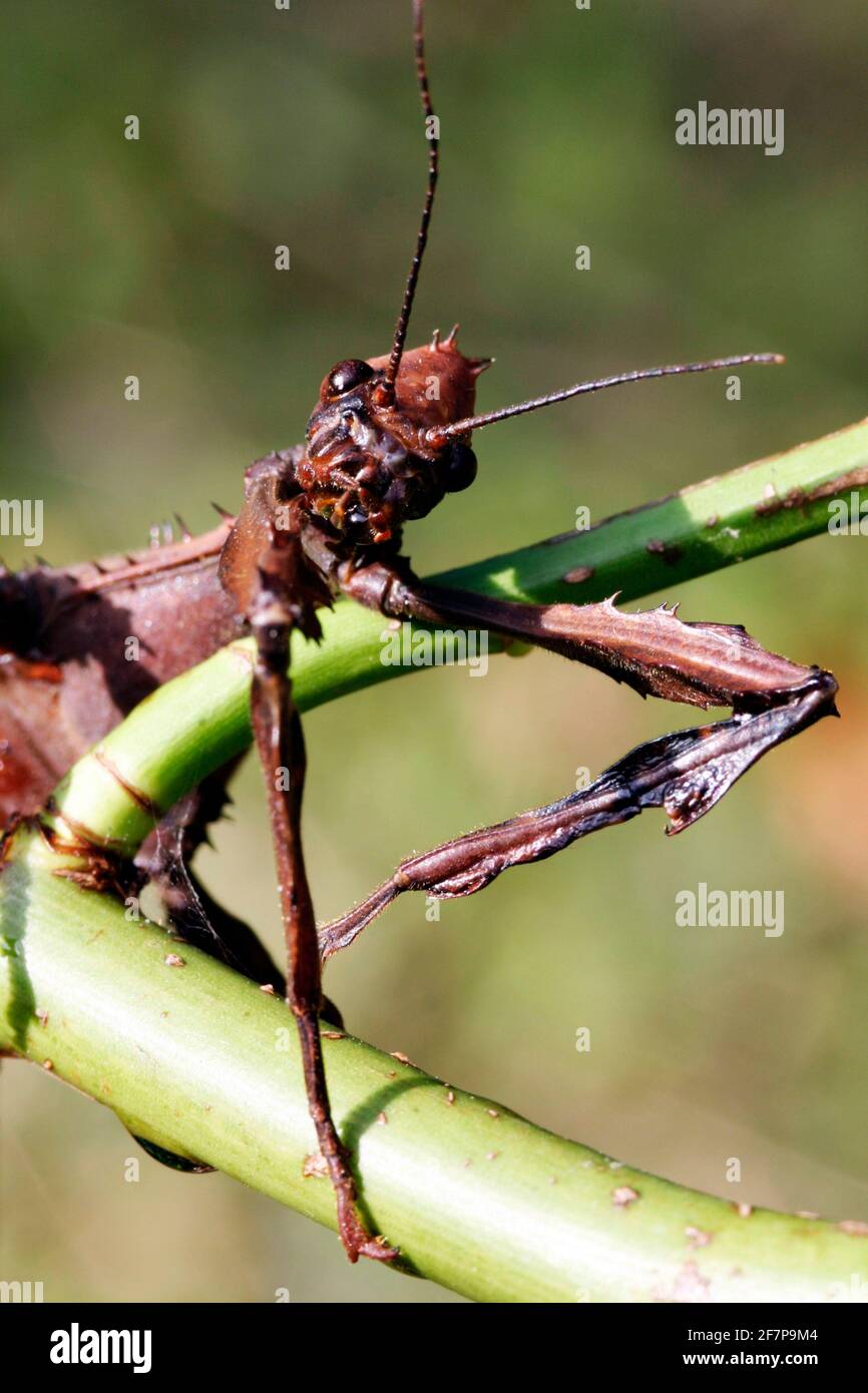 Giant Prickly Stick Insect, Macleay's Spectre (Extatosoma tiaratum
