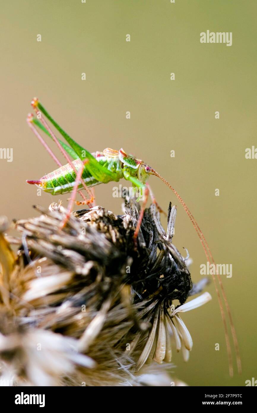 Speckled bushcricket, Speckled bush-cricket (Leptophyes punctatissima), sits on a withered flower, Austria Stock Photo