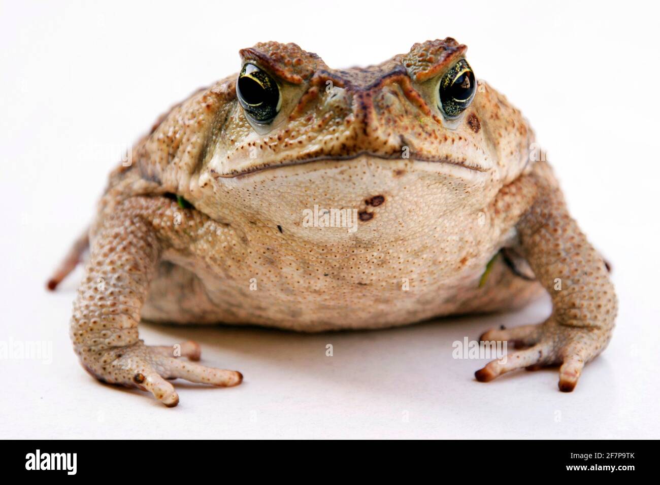 Giant toad, Marine toad, Cane toad, South American Neotropical toad