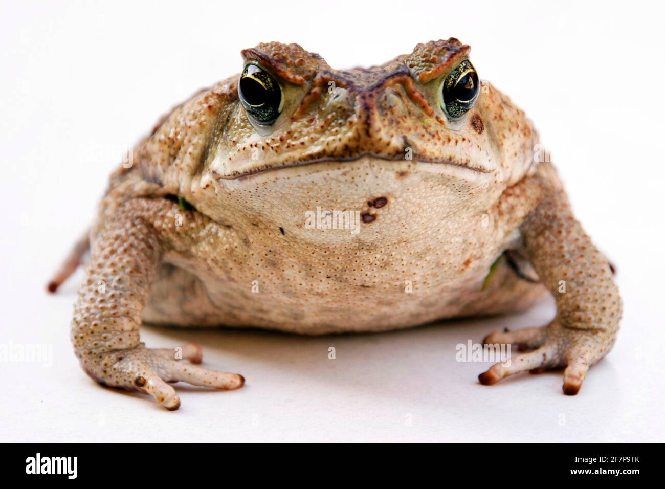 Giant toad, Marine toad, Cane toad, South American Neotropical toad (Bufo marinus, Rhinella marina), front view, cut-out Stock Photo