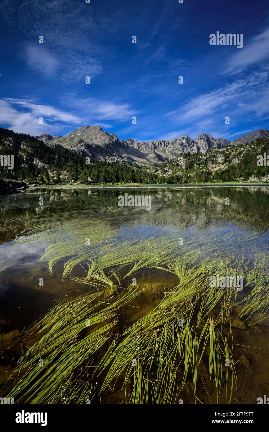 Estany Primer de Pessons lake in a summer morning (Pessons cirque, Andorra, Pyrenees) ESP: Estany Primer de Pessons, una mañana de verano (Andorra) Stock Photo