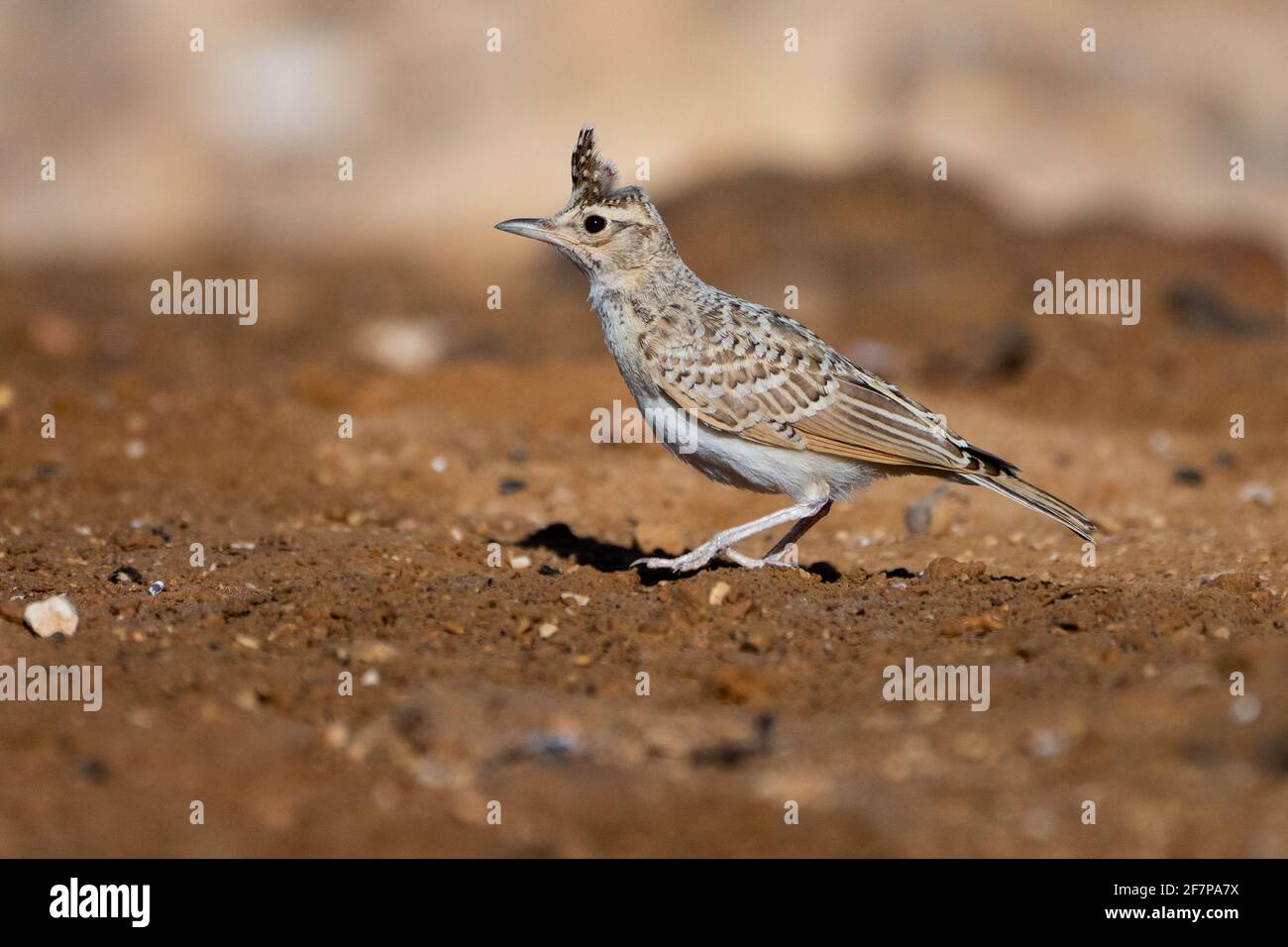Crested Lark (Galerida cristata) near water, Crested larks breed across most of temperate Eurasia from Portugal to north-east China and eastern India Stock Photo