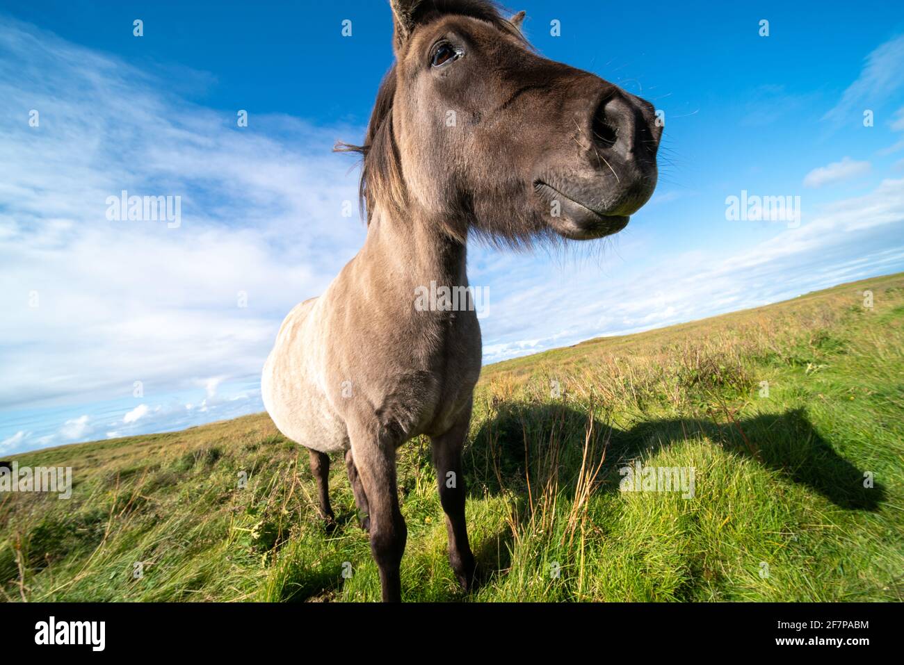 Horses graze on a green meadow in Iceland Stock Photo
