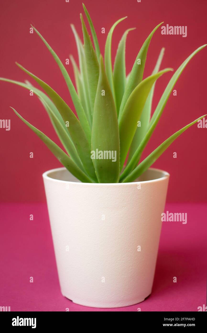 Fake green plants in white pots, on pink background Stock Photo Alamy