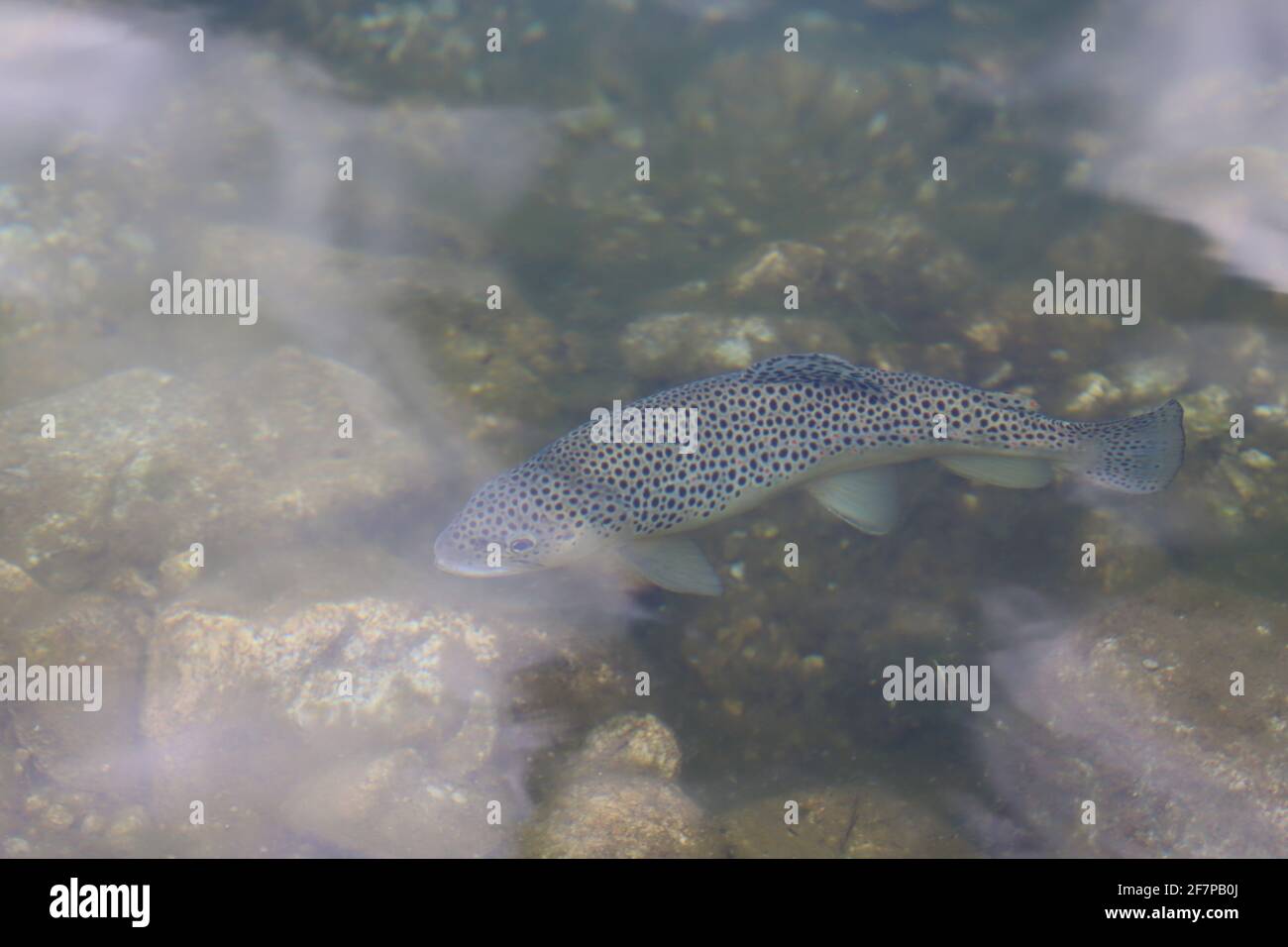 The brown trout or the lake trout in a mountain lake. Fish in Morskie Oko lake in the Tatra National Park. Stock Photo