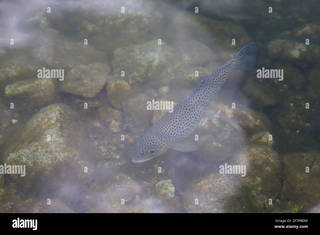 The brown trout or the lake trout in a mountain lake. Fish in Morskie Oko lake in the Tatra National Park, Poland Stock Photo