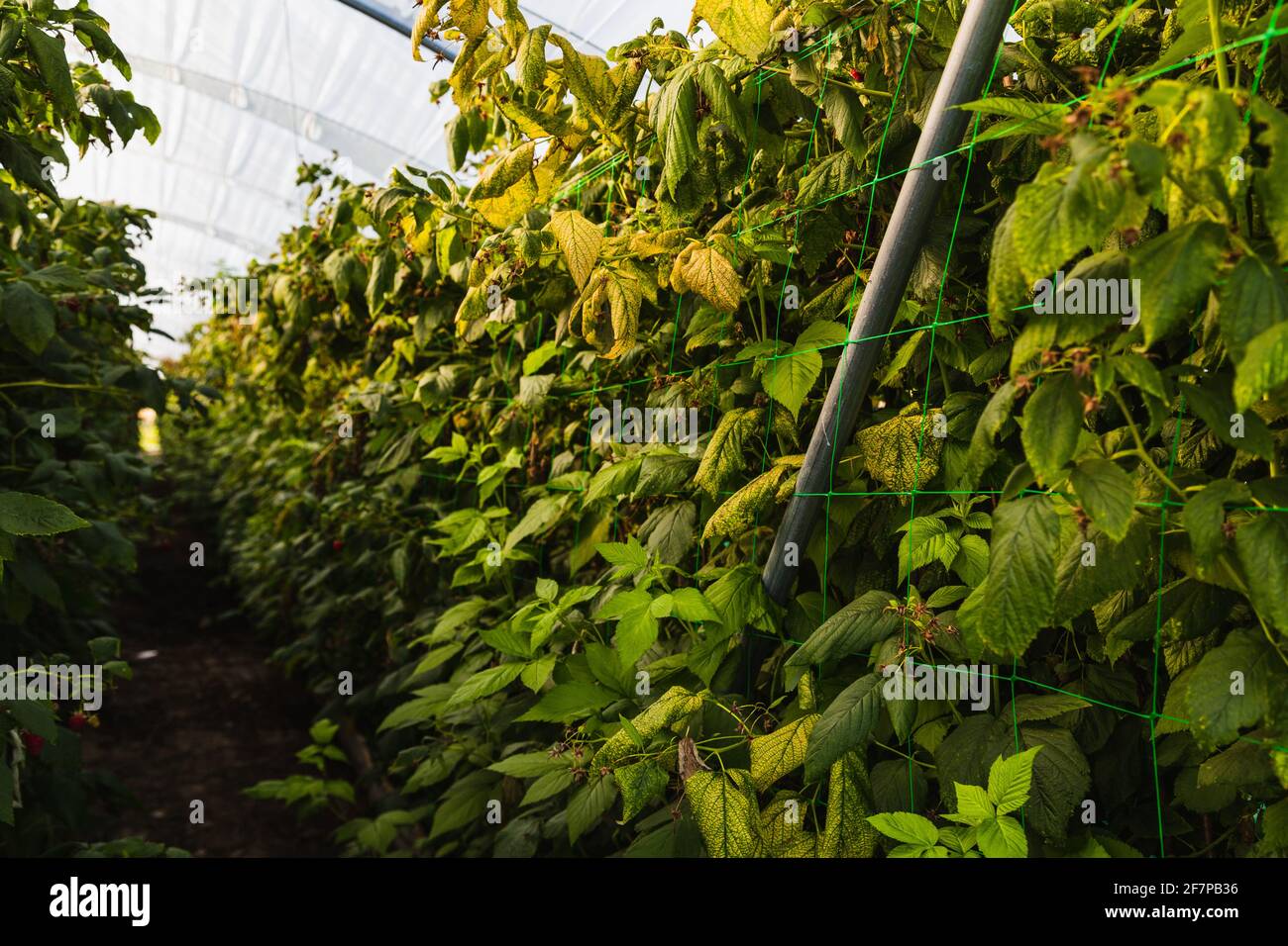 Blueberry plantation hires stock photography and images Alamy