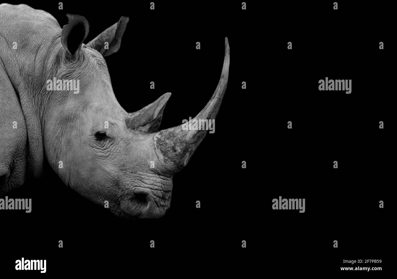 Dangerous Big Horn Black And White Rhino Closeup Face Stock Photo