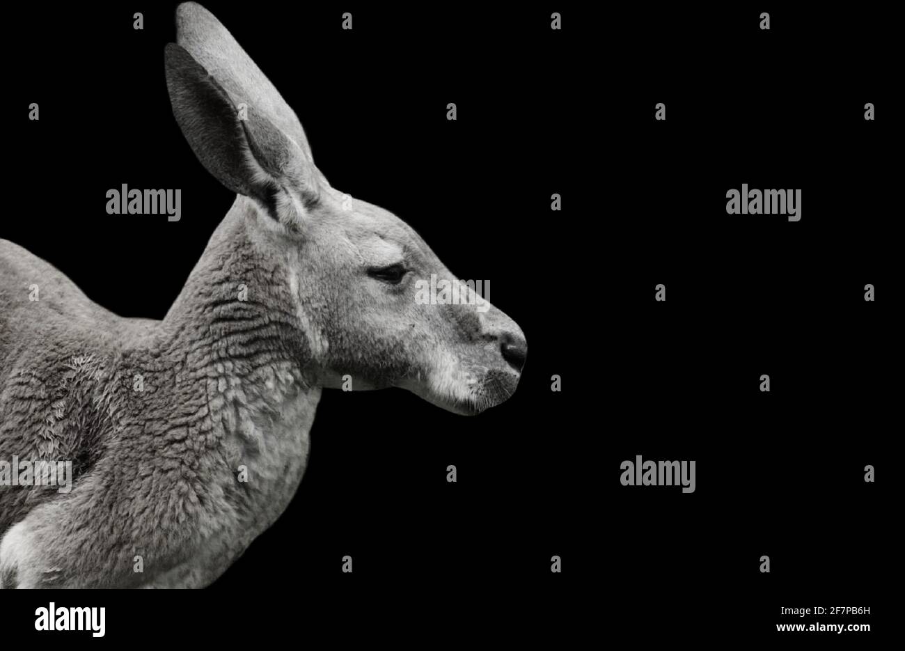 Australian Kangaroo Standing In The Black Background Stock Photo