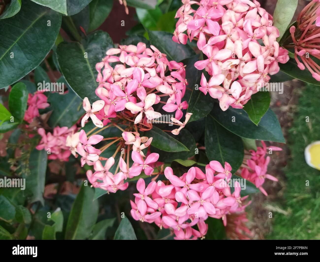 Amazing Pink Chinese Ixora Flower In The Garden Stock Photo