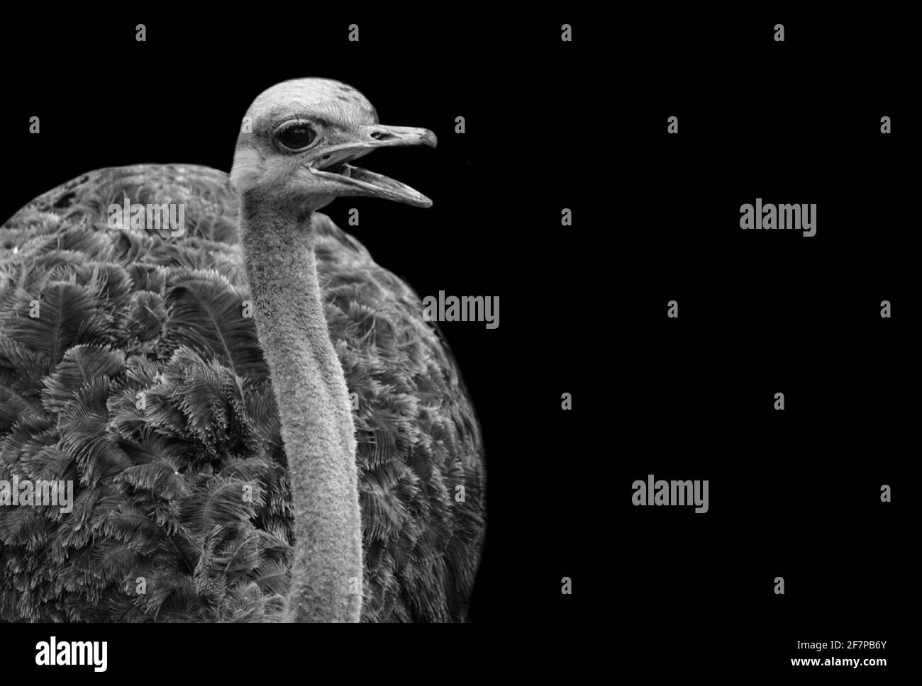 Black And White Ostrich Closeup Face Stock Photo