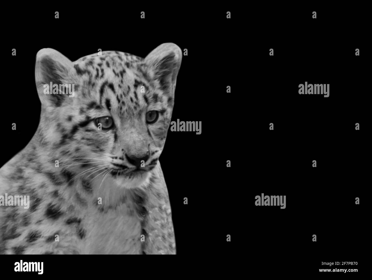 Little Baby Snow Leopard Sitting In The Black Background Stock Photo