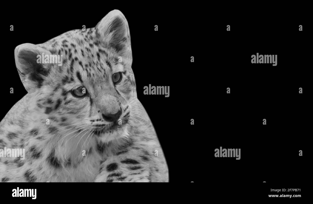 Cute Baby Jaguar Looking In The Black Background Stock Photo Alamy