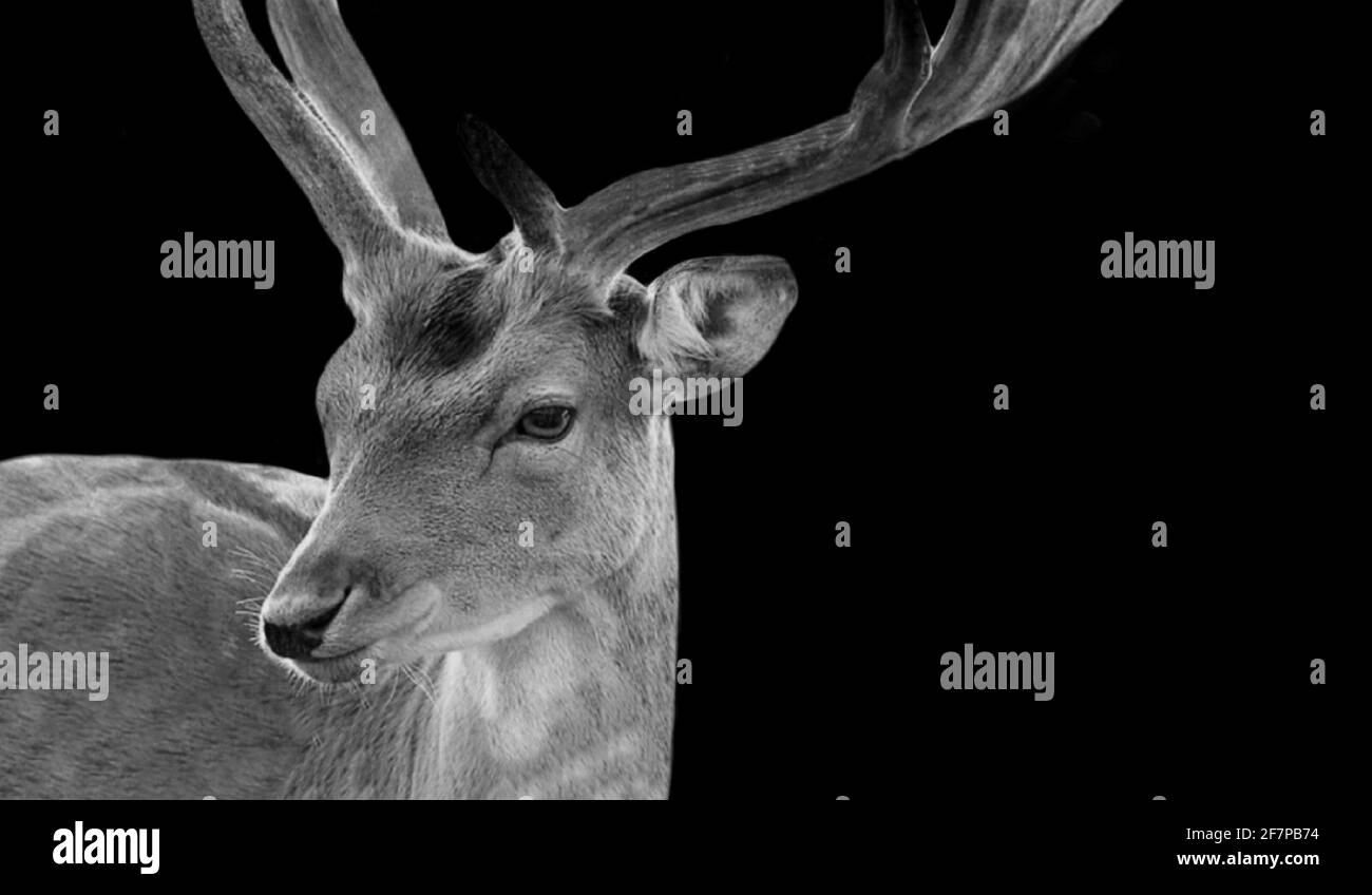 Beautiful Deer Closeup Face In The Black Background Stock Photo