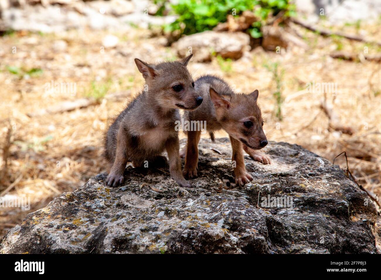 Curious Cubs of a Golden Jackal (Canis aureus), also called the Asiatic