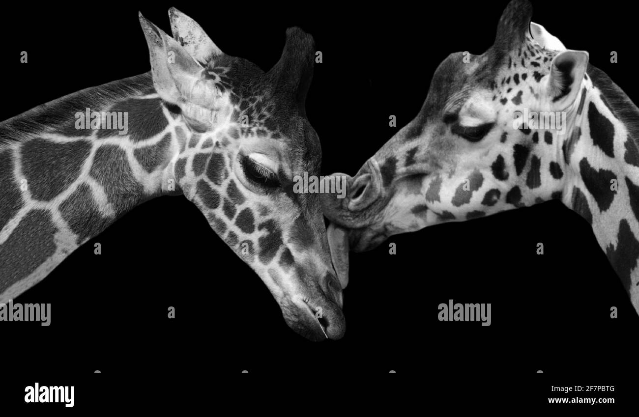 Two Beautiful Giraffe Kissing Together In The Black Background Stock Photo