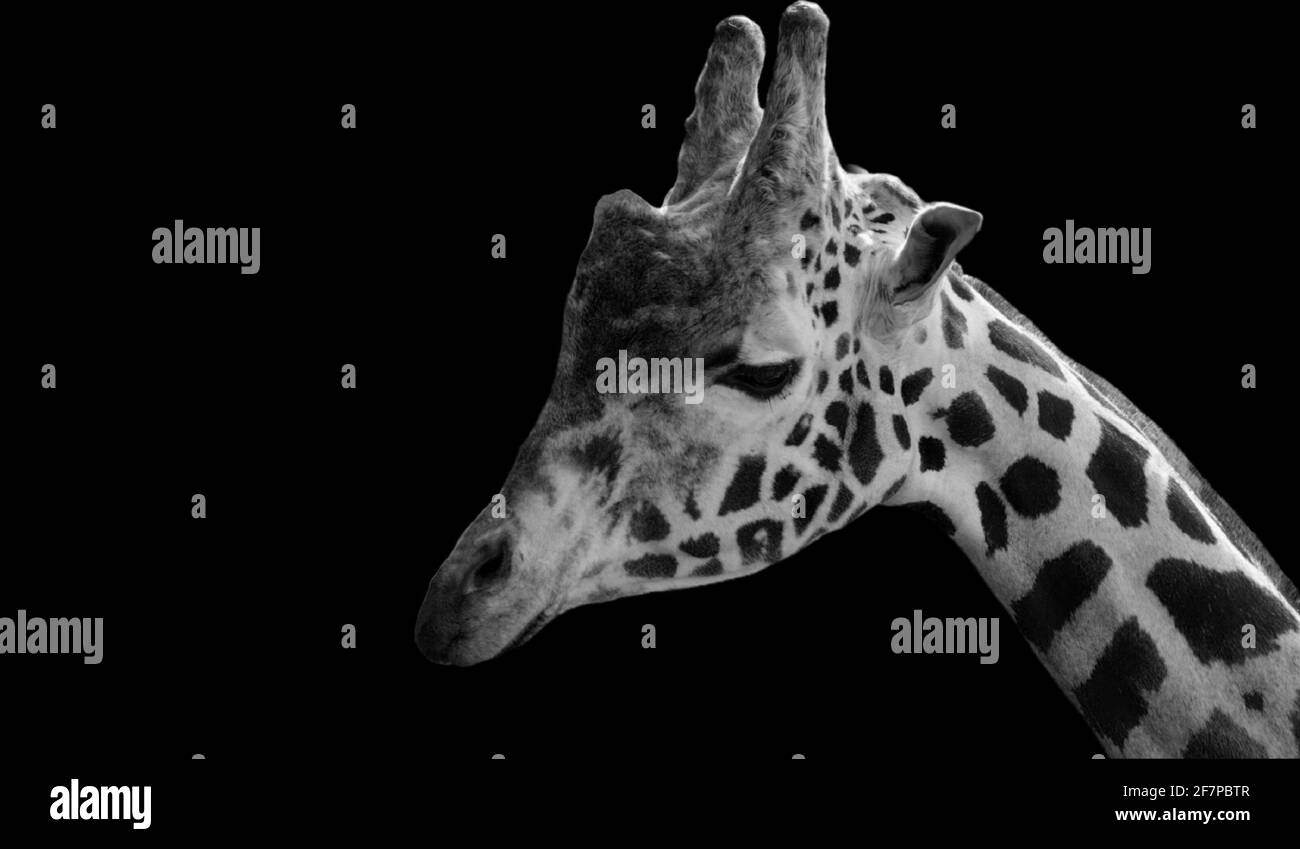 Sad Giraffe Closeup Face In The Black Background Stock Photo