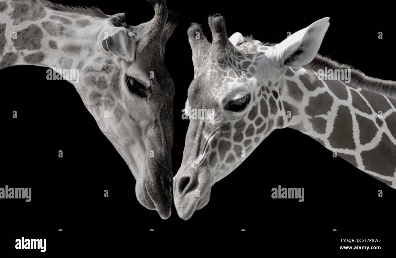 Two Cute Giraffe Loving Together In The Black Background Stock Photo