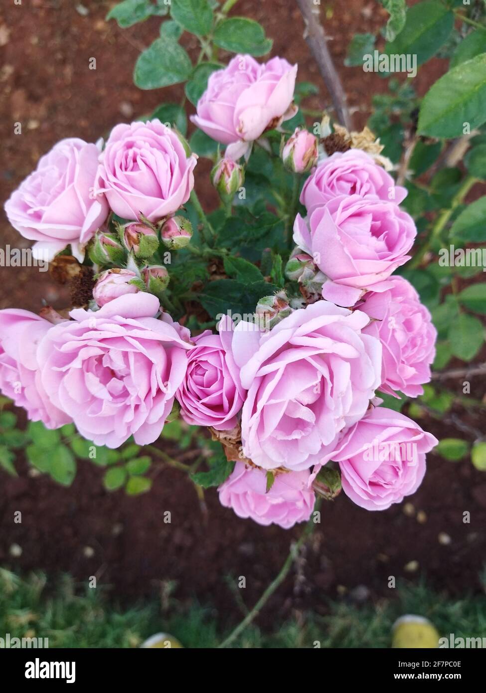 Pink roses in natural light hi-res stock photography and images - Alamy