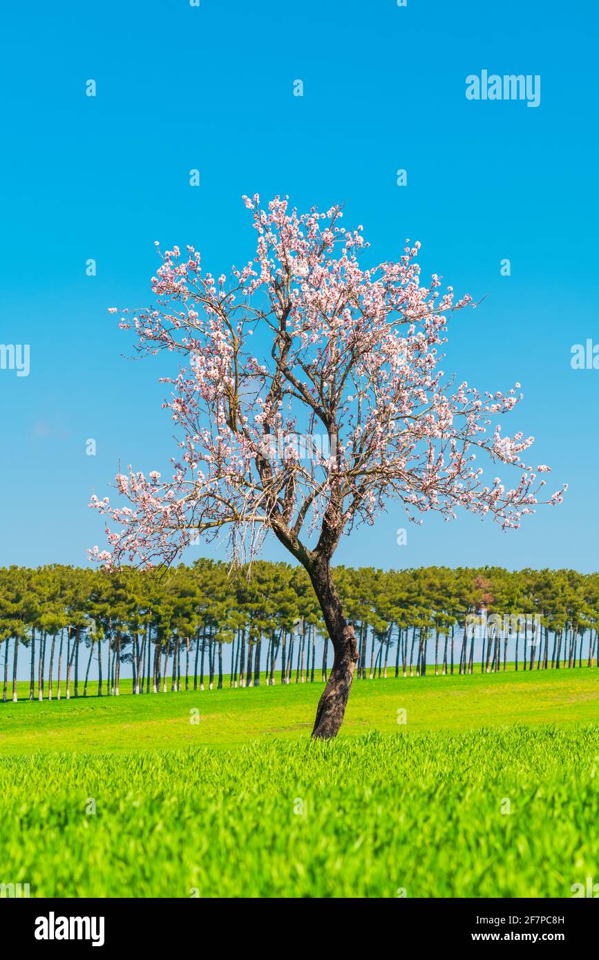 Blooming apple tree in a green field Stock Photo - Alamy