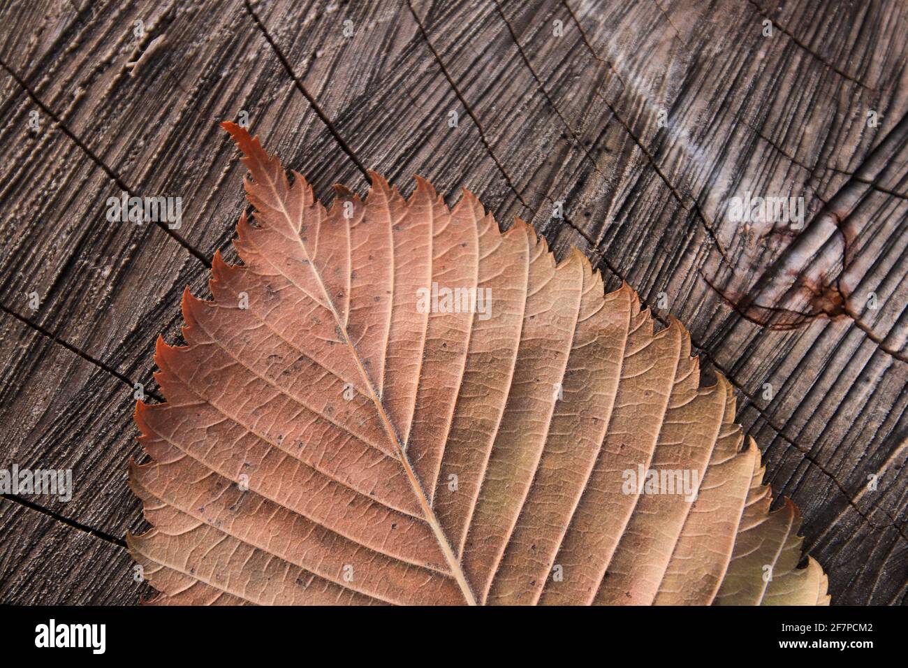 Dried leaf on brown wood in nature Stock Photo