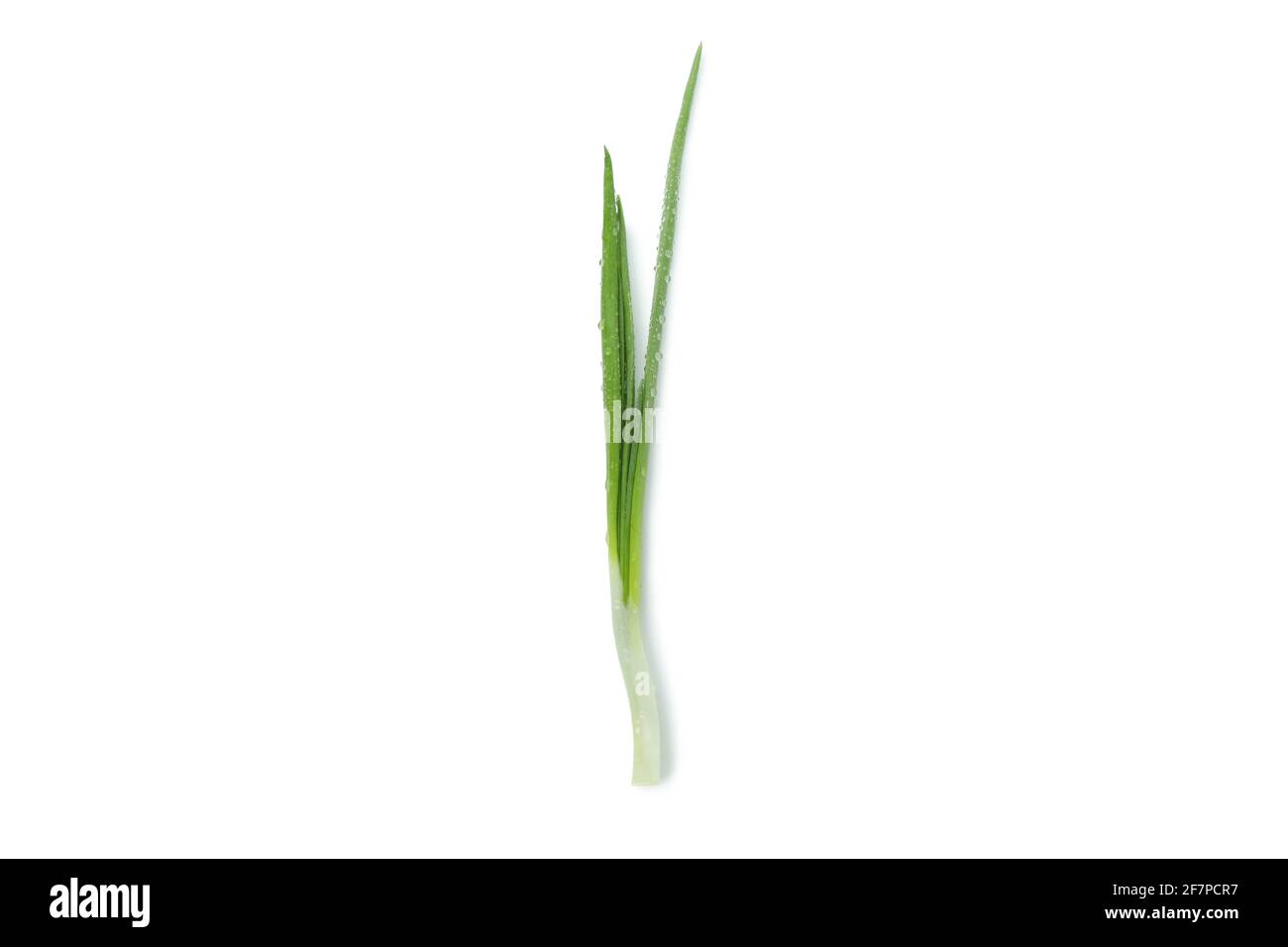 Fresh green onion isolated on white background Stock Photo - Alamy