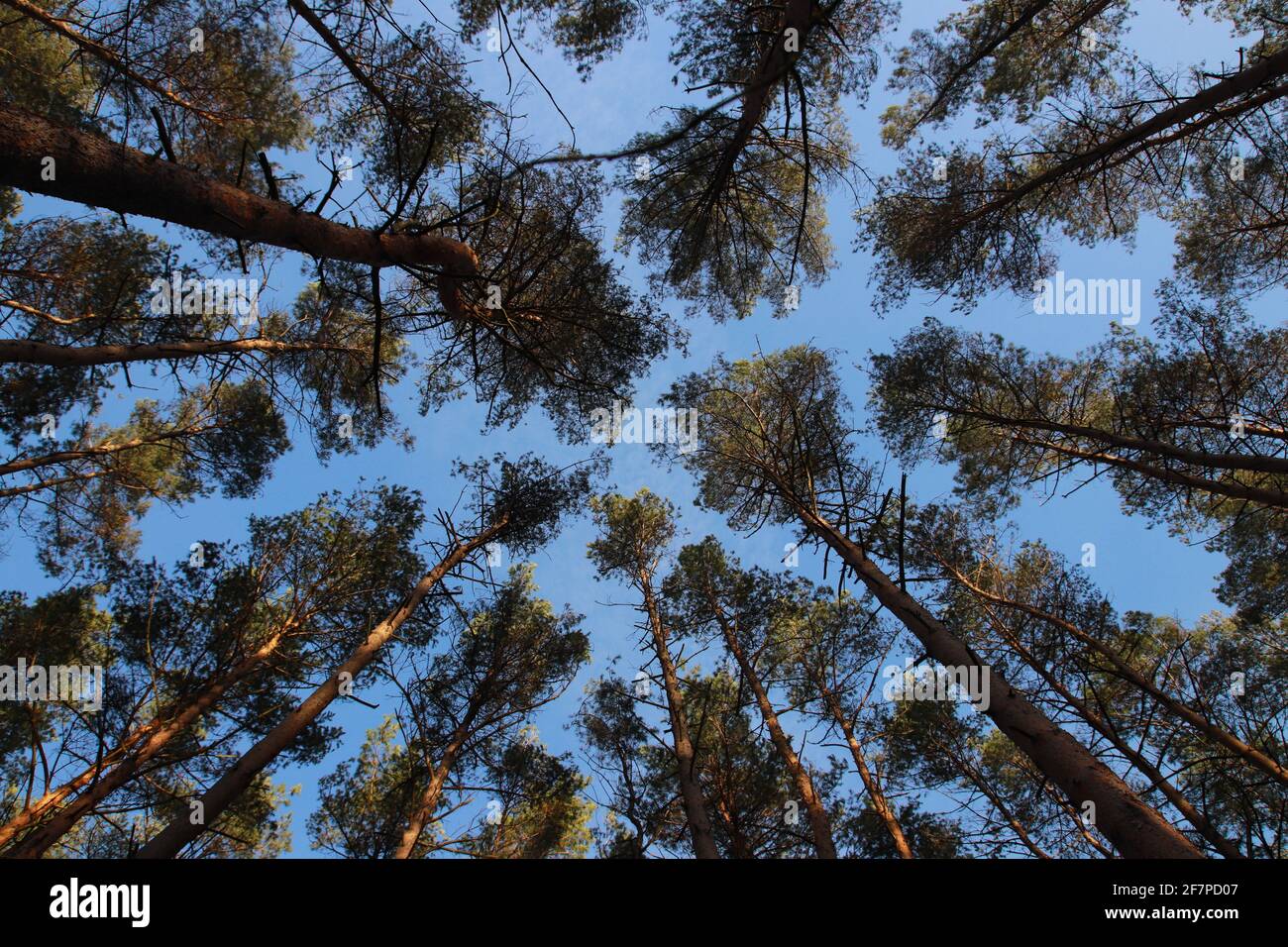 Green forest. Tree with green Leaves and blue sky. Looking up in the ...