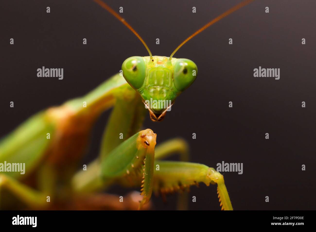 Female European Mantis or Praying Mantis, Mantis Religiosa. Green praying mantis. Close up Stock Photo