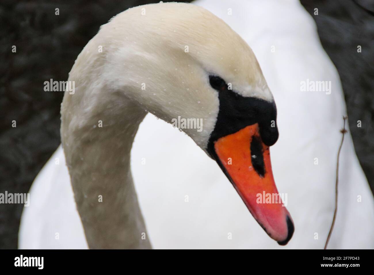 Portrait of a swan on a background of water. Stock Photo
