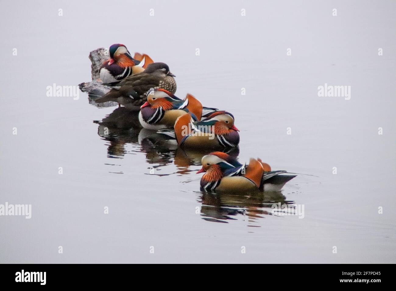 Elegant colorful bright mandarin male ducks standing on a log on the ...