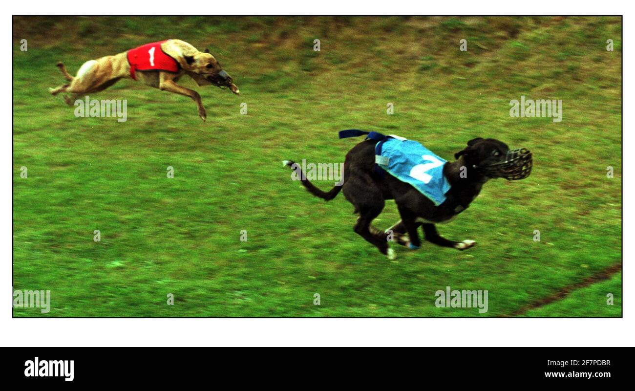 WHIPPET RACING AT THE JOLLY FRIAR PUB AUG 2000IN BLIDWORTH, NEAR