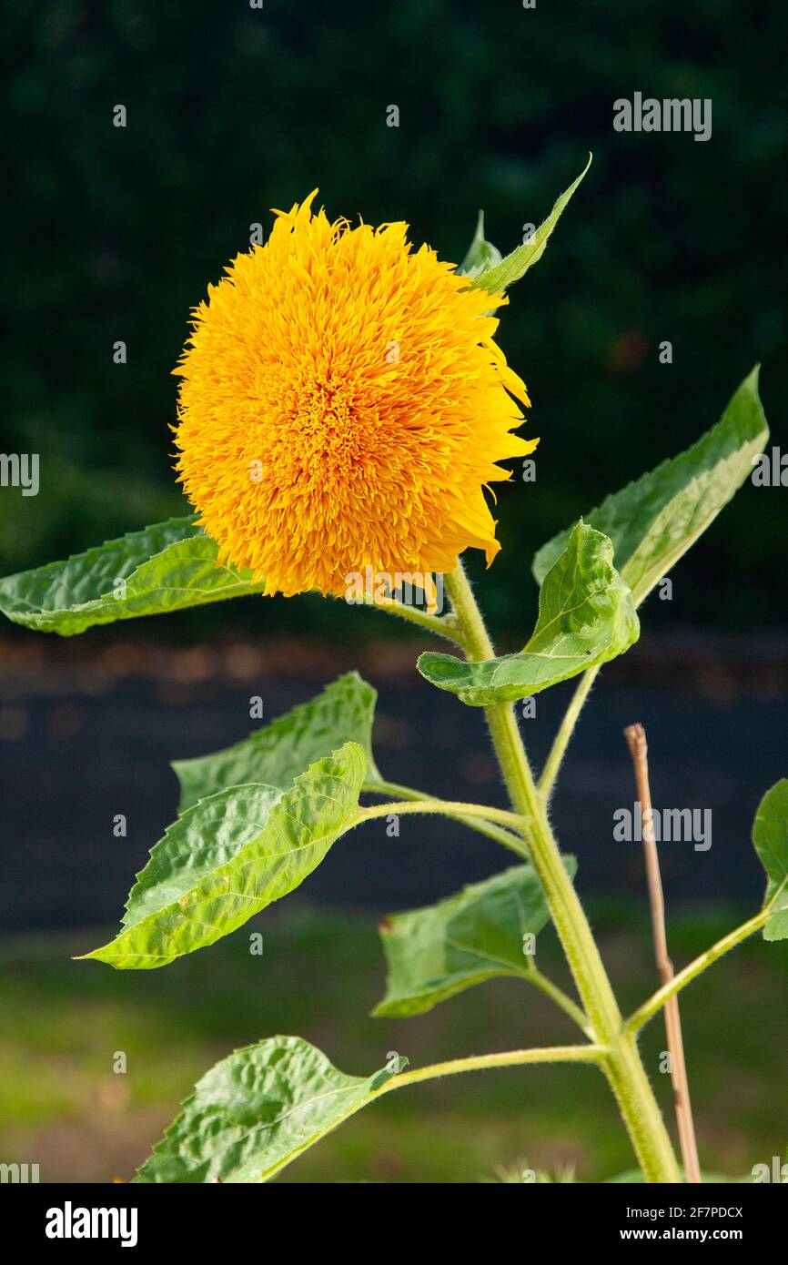 Sunflower Teddy Bear Stock Photo