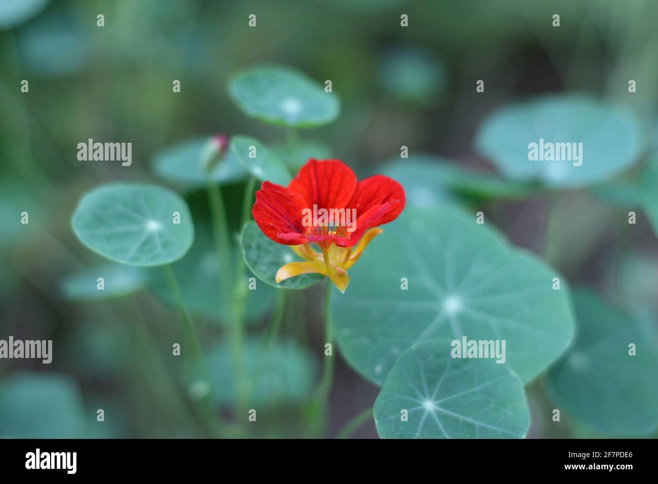 Complementary colors hi-res stock photography and images - Alamy