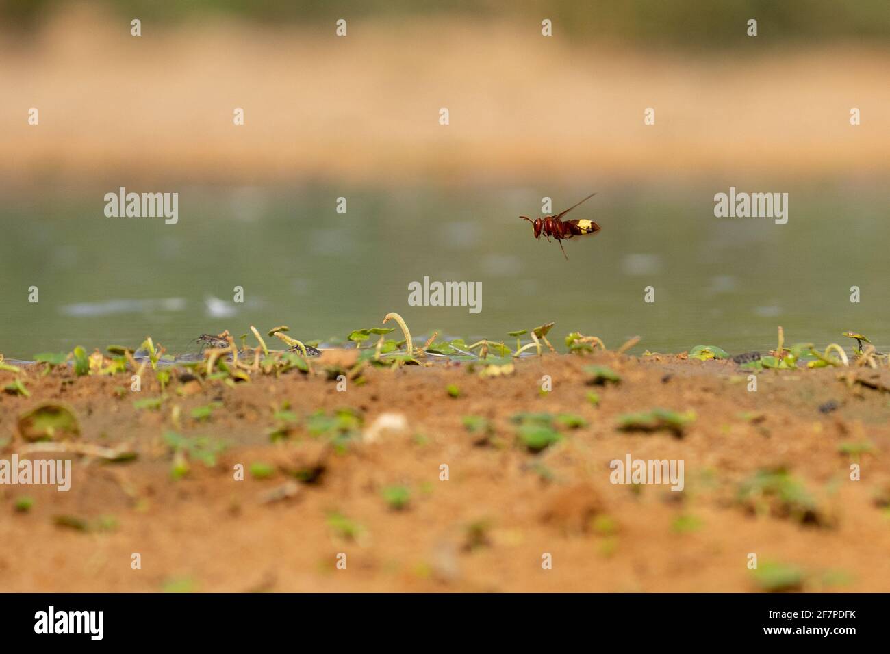 Oriental hornet, (Vespa orientalis) in flight. Oriental hornet, is a social insect of the family Vespidae. The Oriental hornet lives in seasonal colon Stock Photo