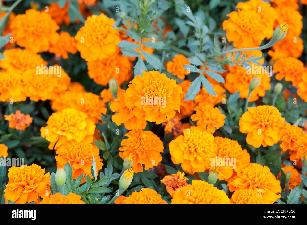 Marigolds are pretty and beautiful Stock Photo - Alamy