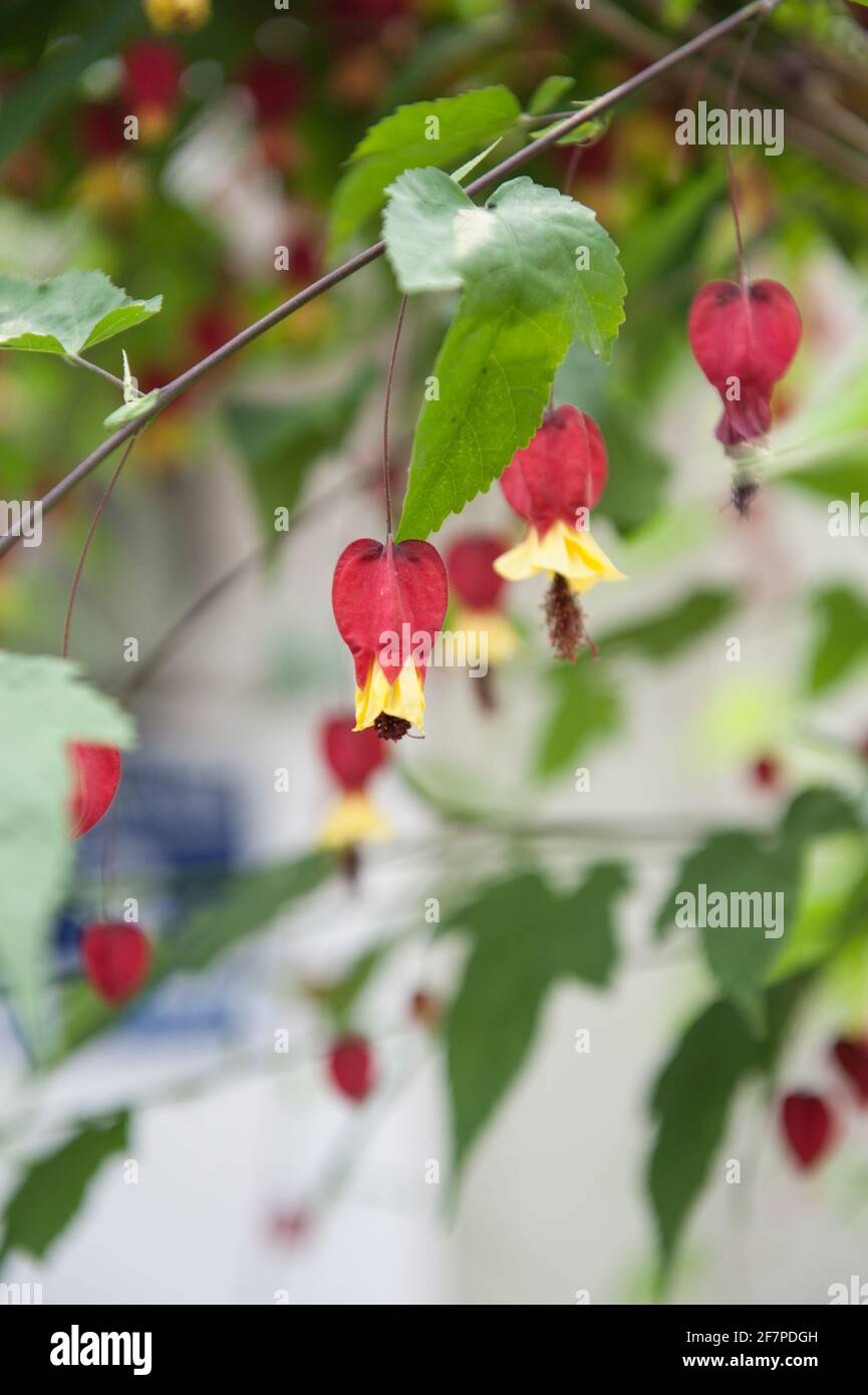 Unique Alamy Flowers with a unique shape Stock Photo - Alamy