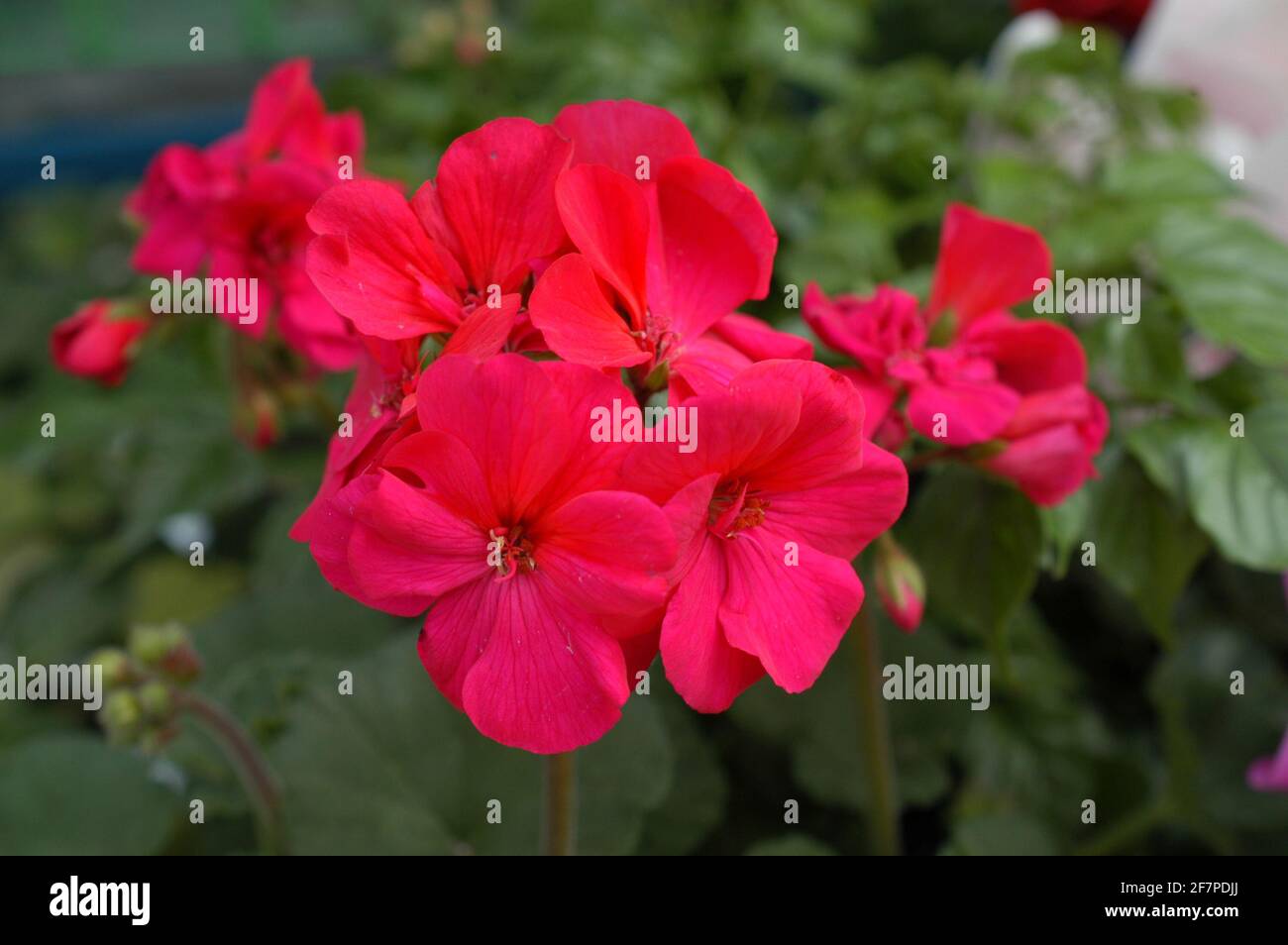 Red phlox burning in hot passion Stock Photo